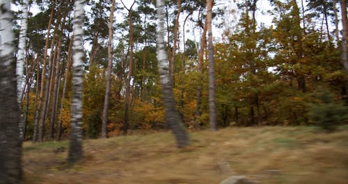Driving Through the Woods in Autumn