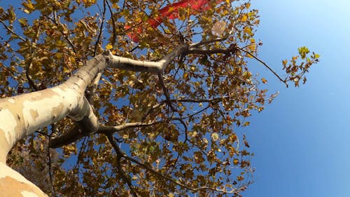 The Autumn Colors Of The Tree Leaves