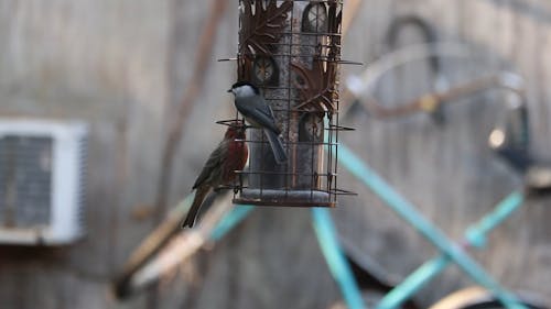 Feeding Wild Birds By Hanging A Bird Feeder Outdoors