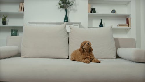 A Barking Toy Poodle Sitting in the Sofa