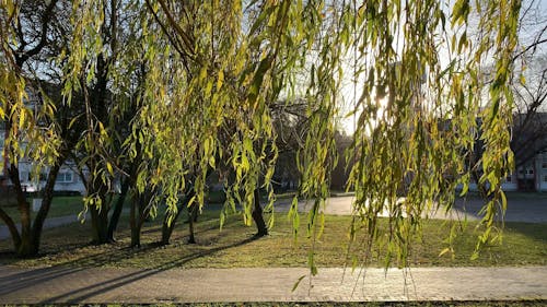 View of Beautiful Park