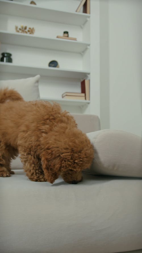 A Cute Poodle on Couch