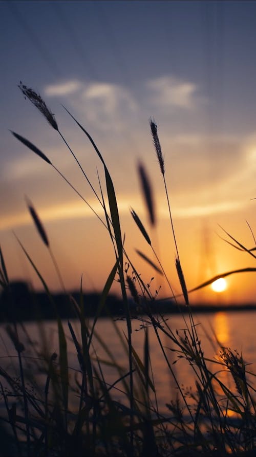 Silhouette of Grass Swaying in the Wind at Sunset