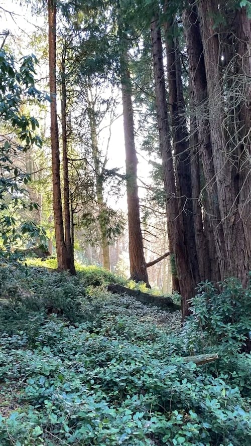 Tall Trees in a Forest