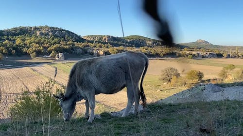 A Cow Eating