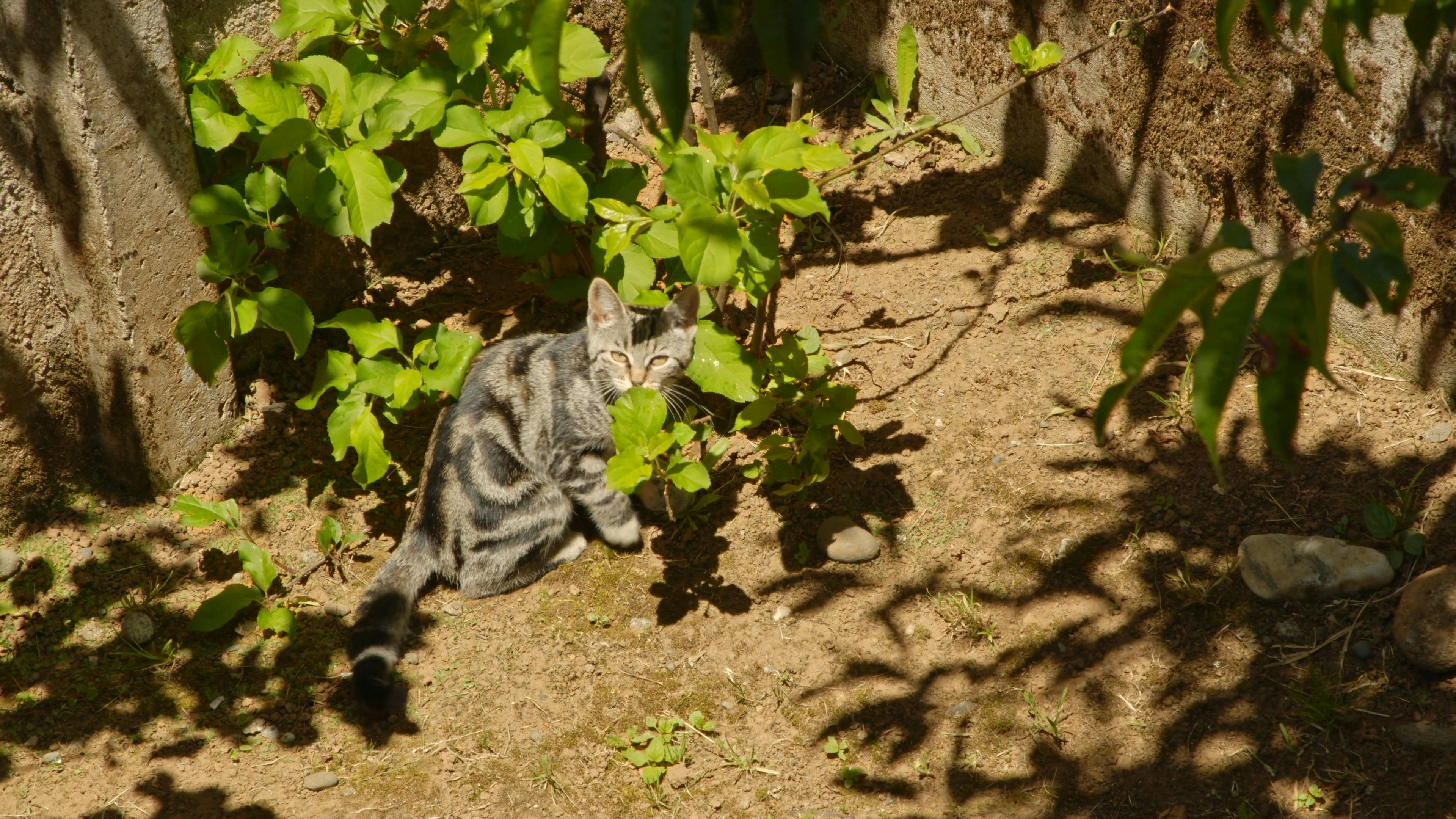 Cat Digging The Soil · Free Stock Video