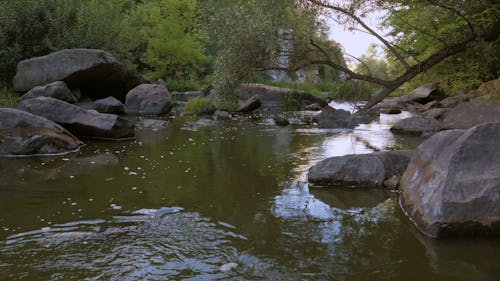 A Calm River Flowing in the Woods