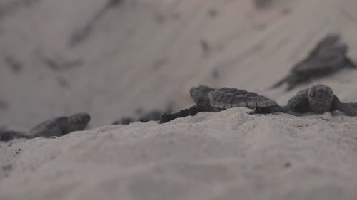 Close Up View of Baby Turtles Walking in the Sand