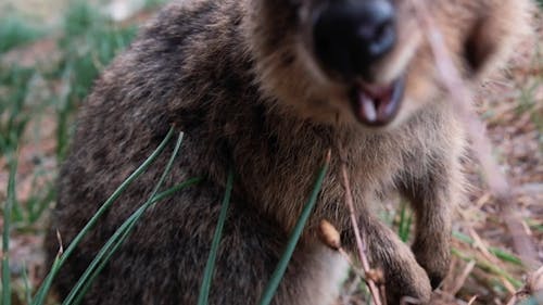 Close Up View of a Wallaby Eating Grass