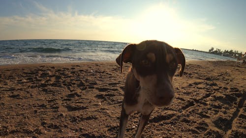 A Cute Dog at the Beach