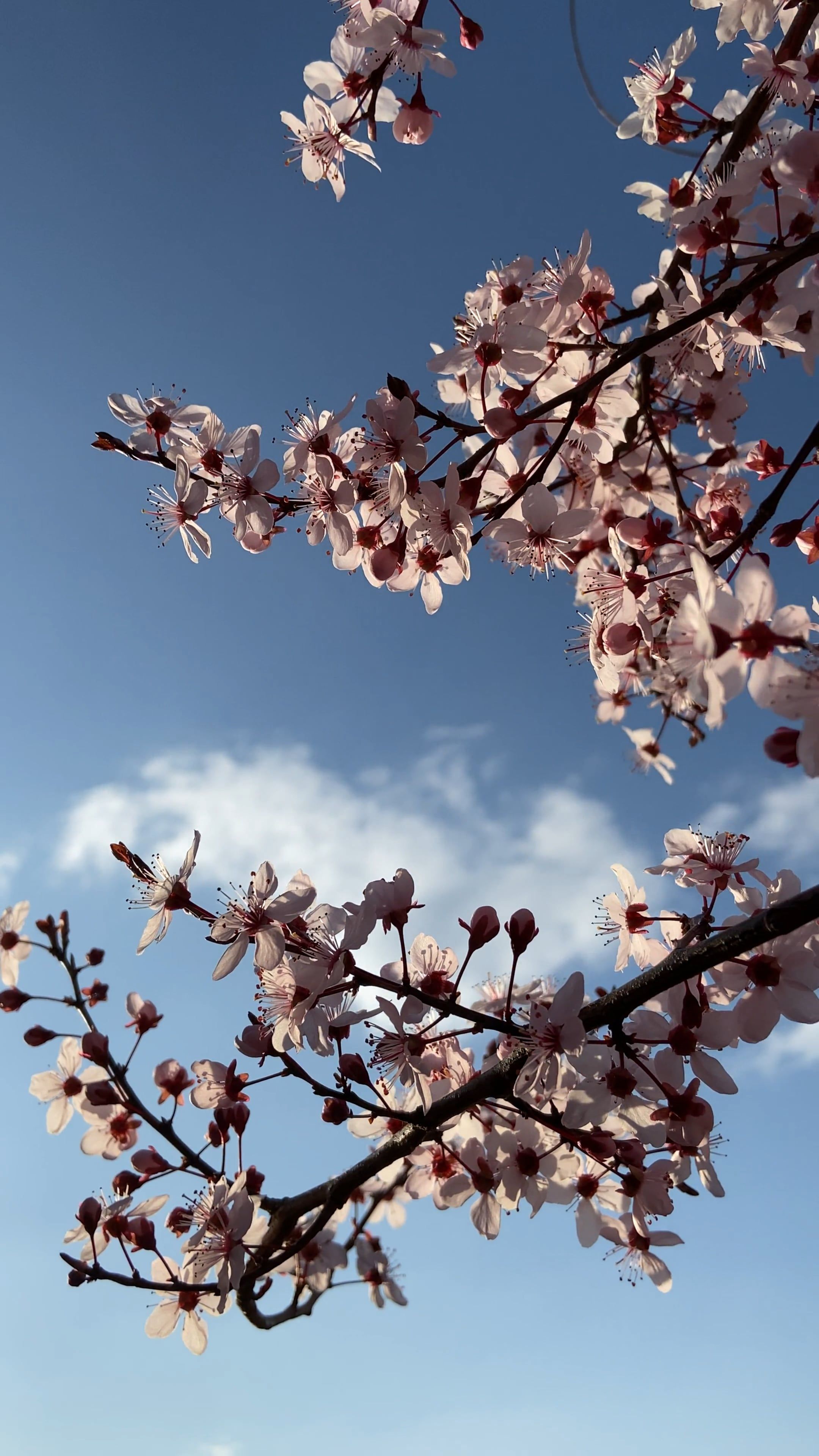 Cherry Blossom Flowers Low Angle View · Free Stock Video