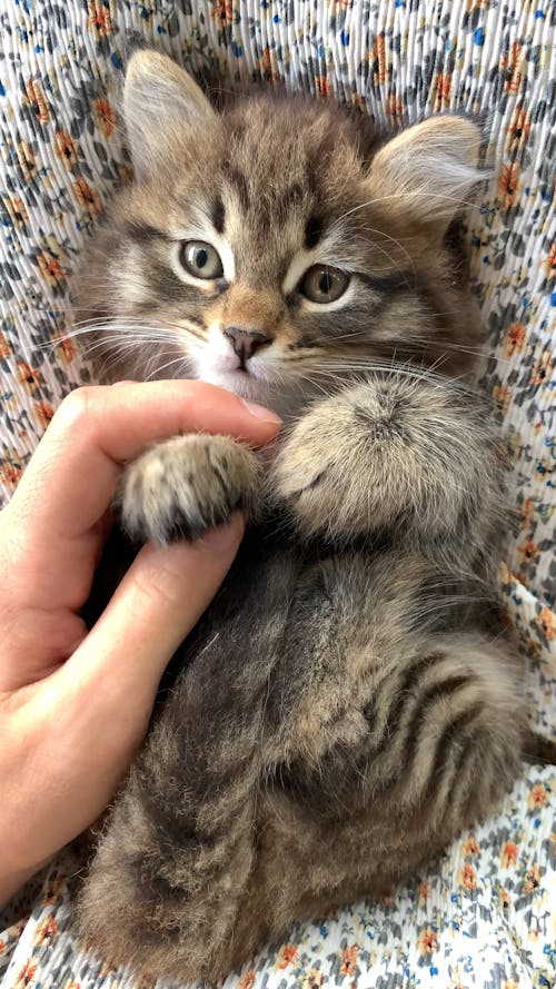 A Person Massaging the Paws of a Kitten