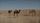 desert camel