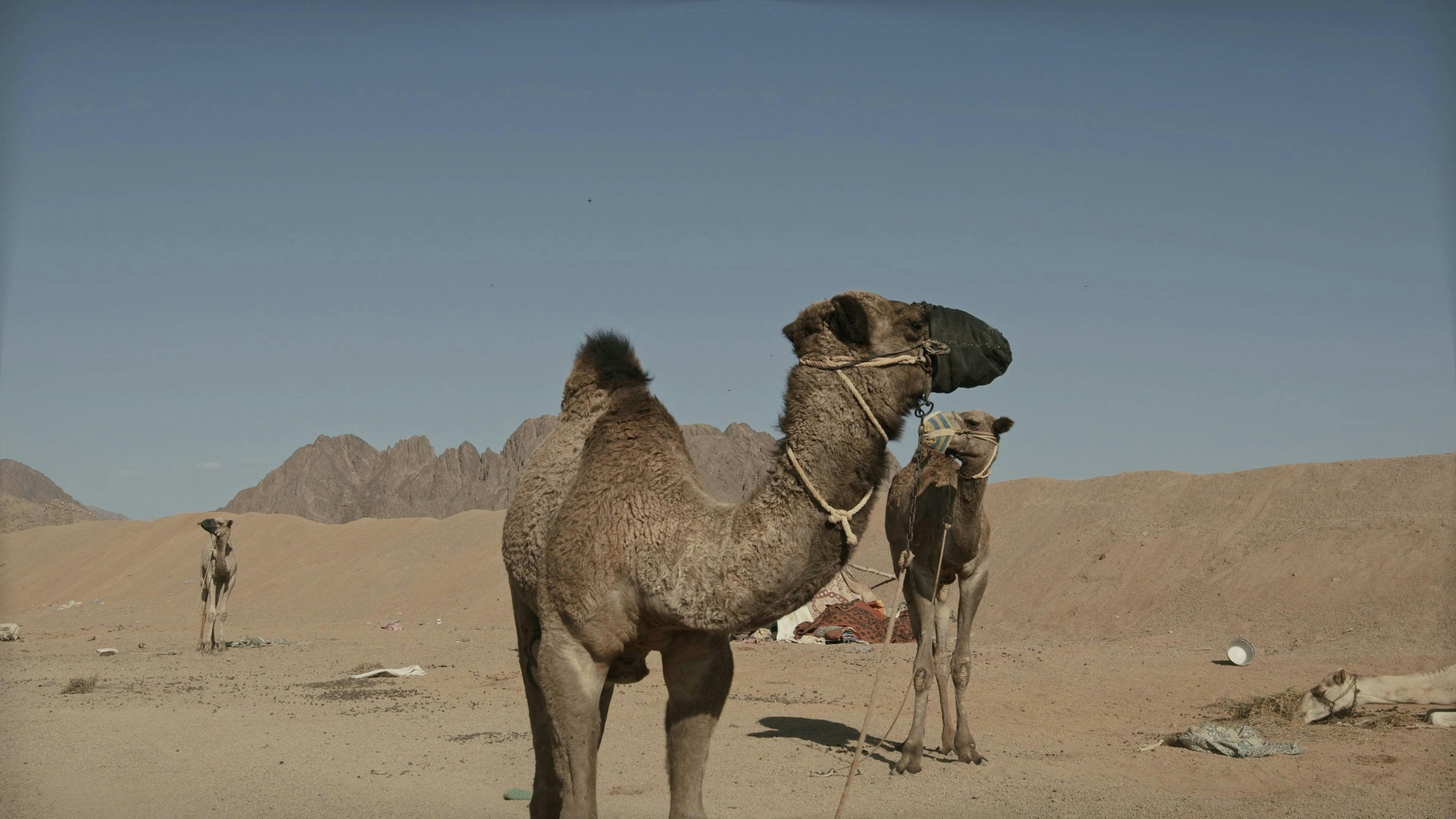 Herd Of Camels In The Desert · Free Stock Video