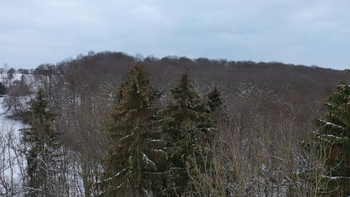 Aerial Shot of Snow-Covered Pine Trees in a Forest