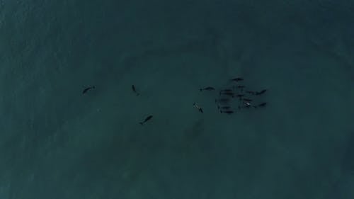 Sharks on the Sea 