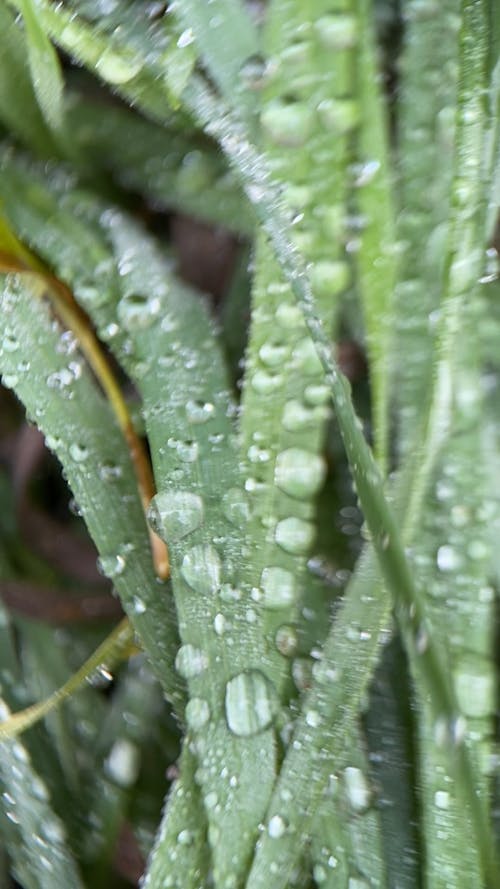 Close View of Raindrops on Grass