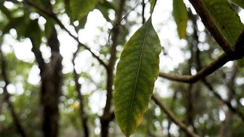 Close Up Shot Green Leaf on the Tree