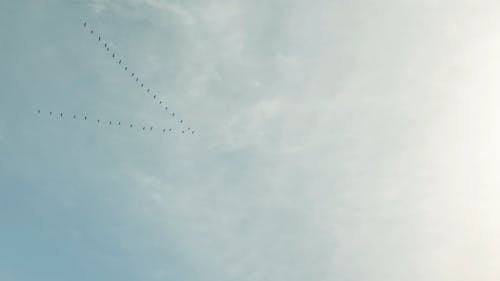 A Flock of Birds Flying