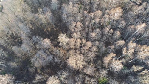 Aerial View of Fir Trees