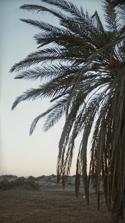 Foliage of Palm Leaves