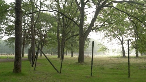 Trees on Green Grass