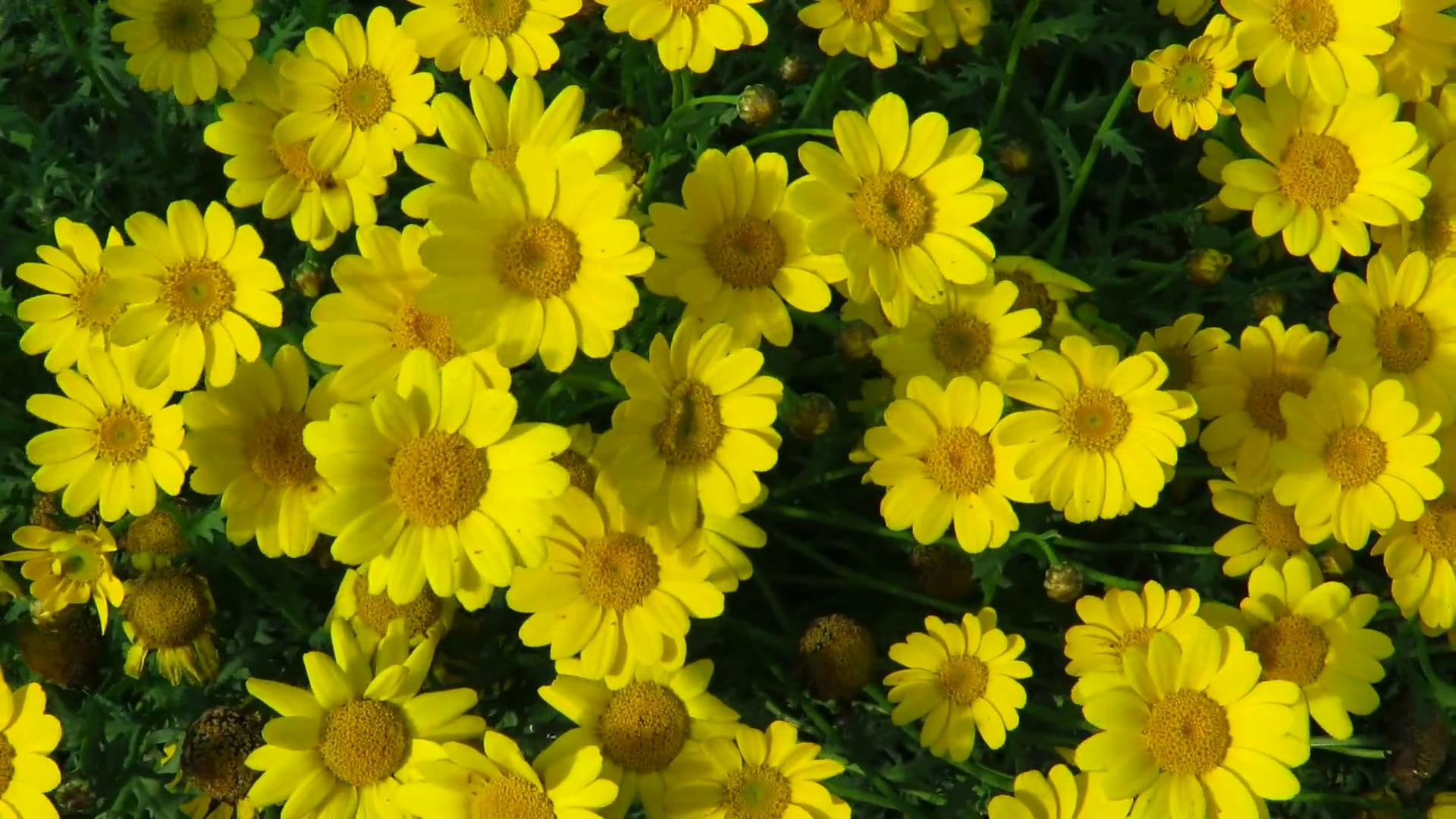 Yellow Daisies Moving with the Wind Free Stock Video Footage, Royalty