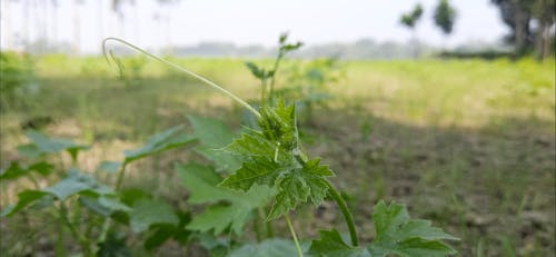 Close Up Shot of a Plant in the Field