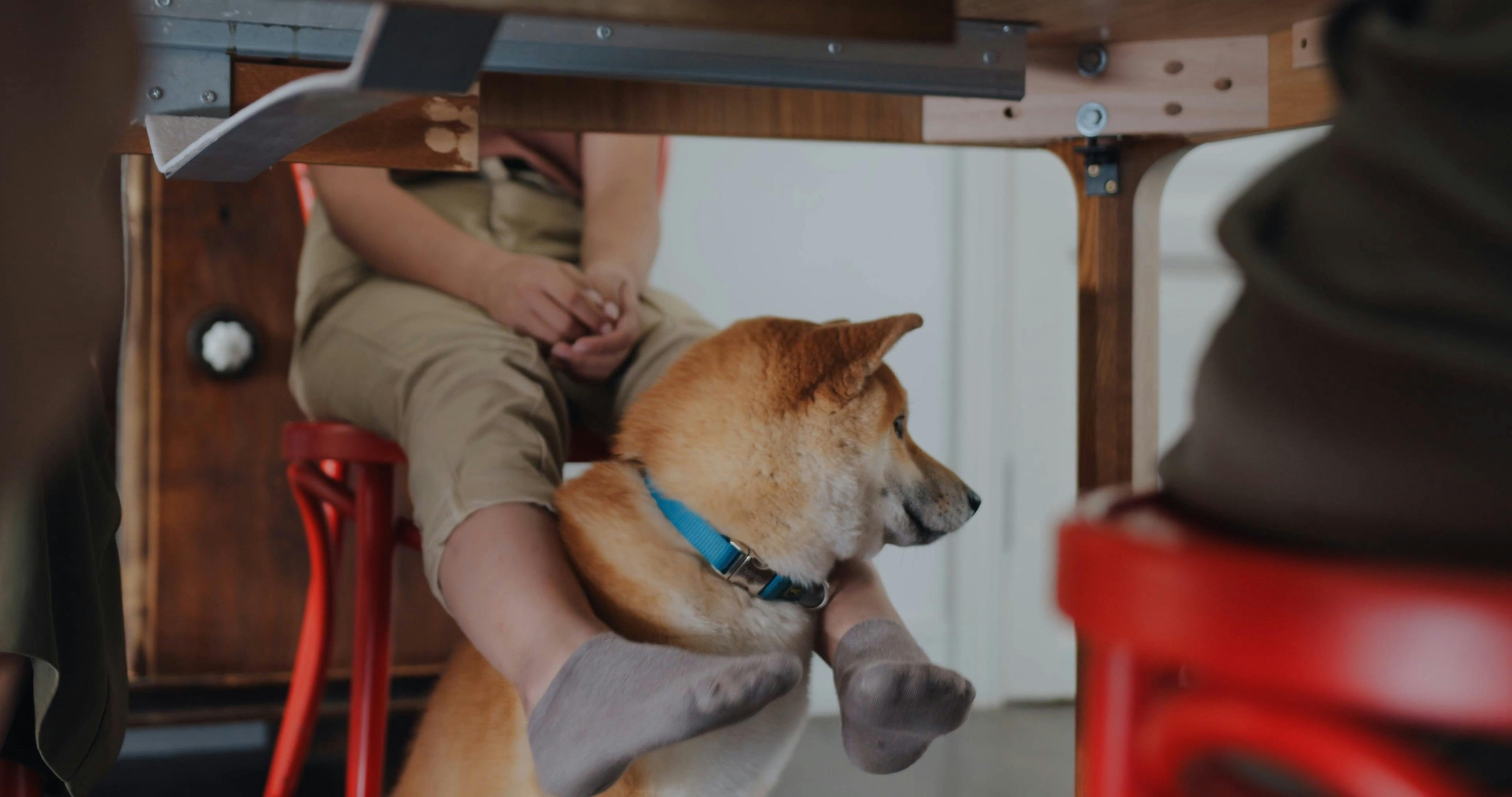 A Pet Dog Under The Table Free Stock Video Footage, RoyaltyFree 4K