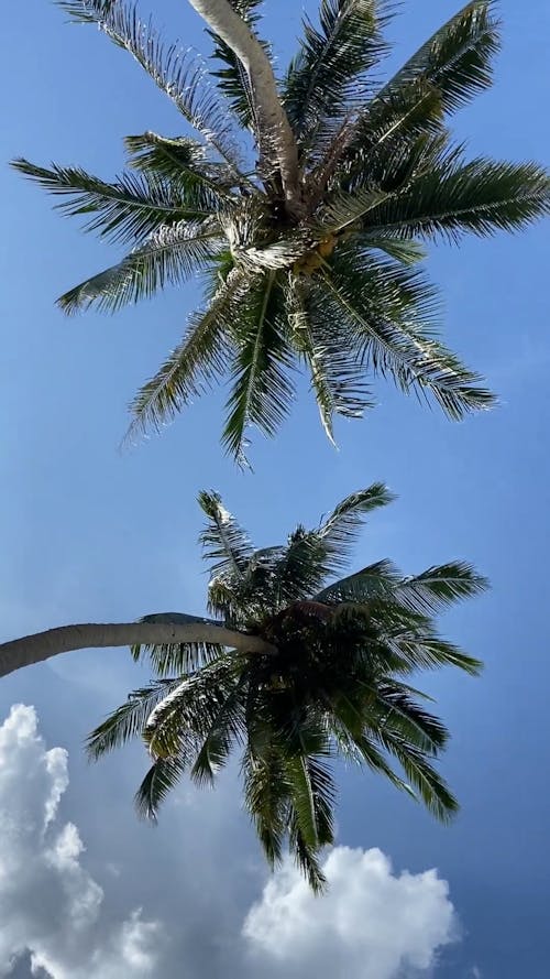 Vertical Video of Two Coconut Trees