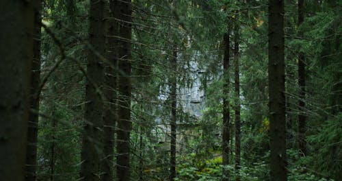 Scenery of Trees in a Forest