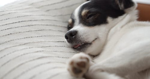 Close-Up View of a Cute Dog Sleeping