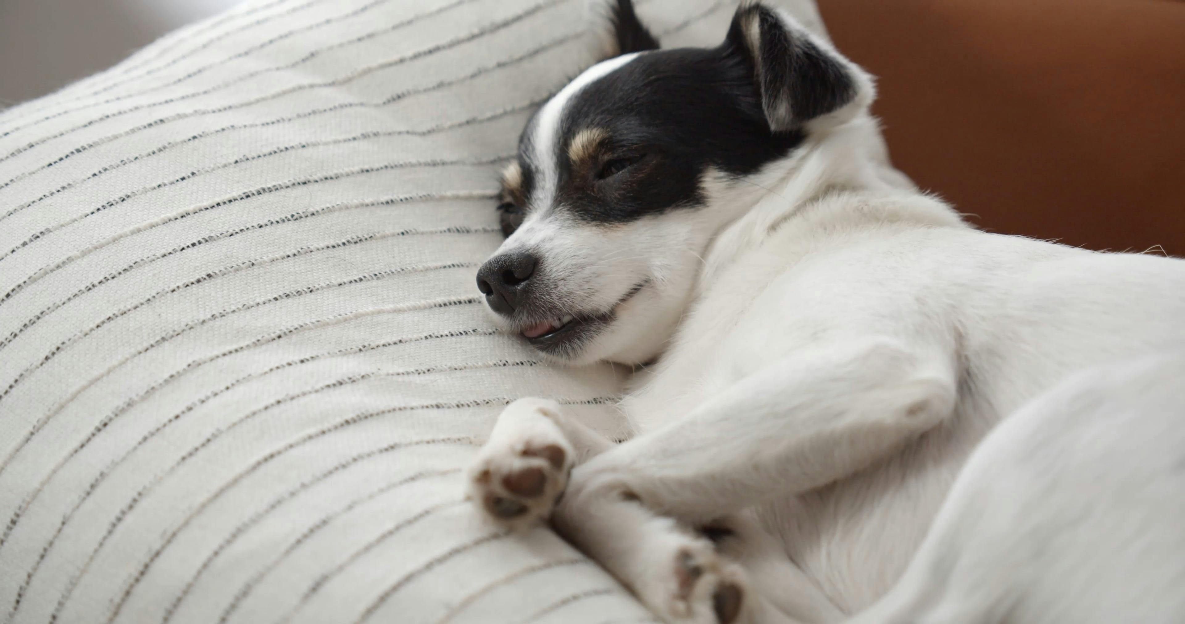 A Cute Dog Sleeping · Free Stock Video