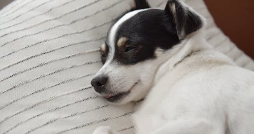 Close Up Video of Cute Sleepy Dog