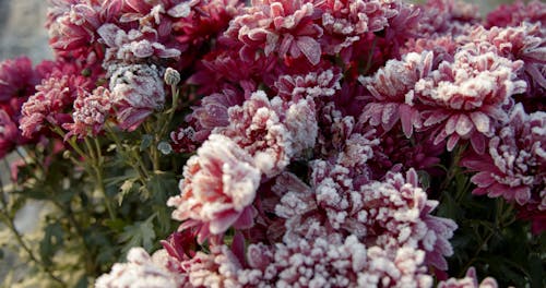 Close-Up View of Pink Flowers With Hoarfrost