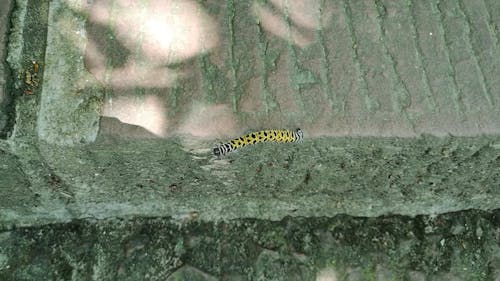 Close-up Shot of a Caterpillar