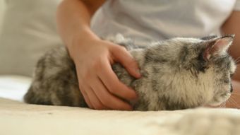 宠物视频素材视频素材高清视频视频素材视频素材