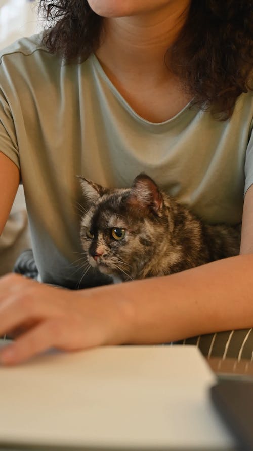 A Cat On A Person's Lap
