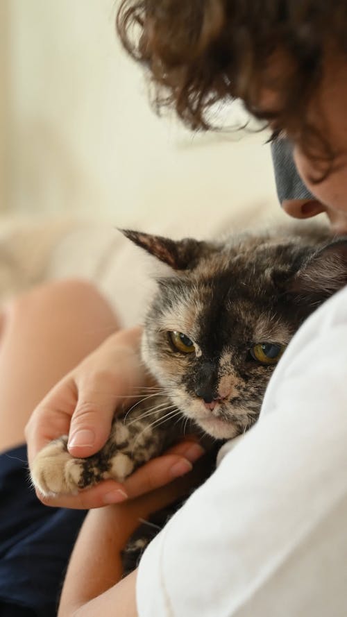 Acariciando O Gato De Estimação