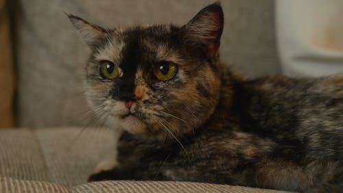 Close-Up View of a Cat