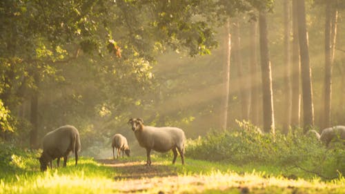 Sheep Eating Grass in the Forest