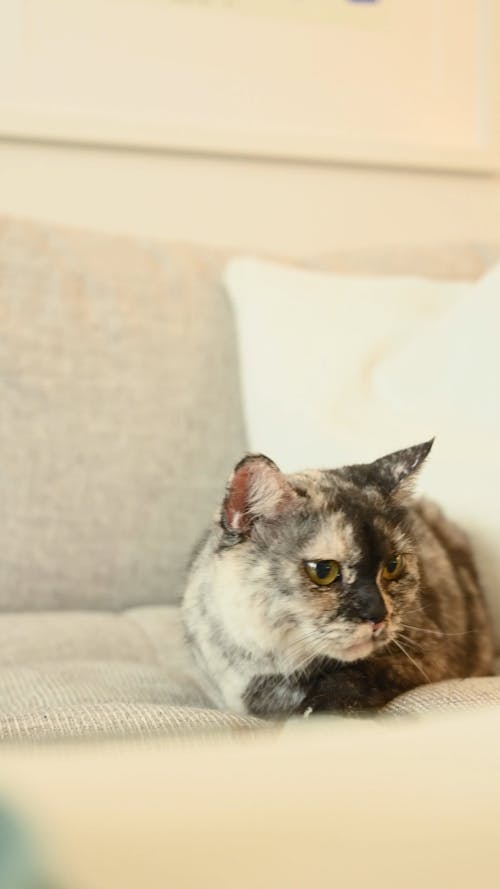 Cat Sitting on a Sofa