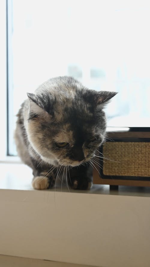 Retrato De Um Gato De Estimação