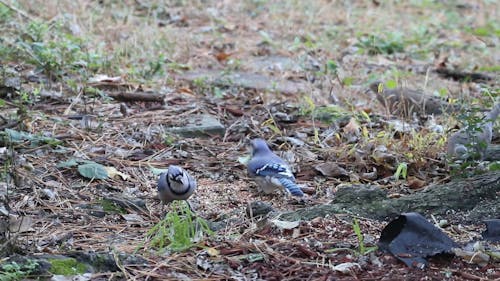 Birds That Feed on the Ground