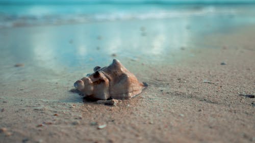 Low Angle View of Seashell on Beach Shore