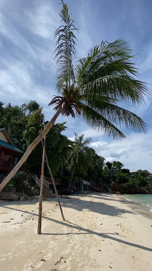Tilted Coconut Tree at the Beach