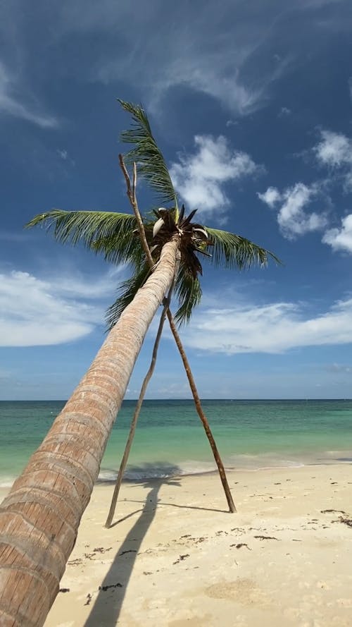 Coconut Tree Near Sea Under Blue Sky