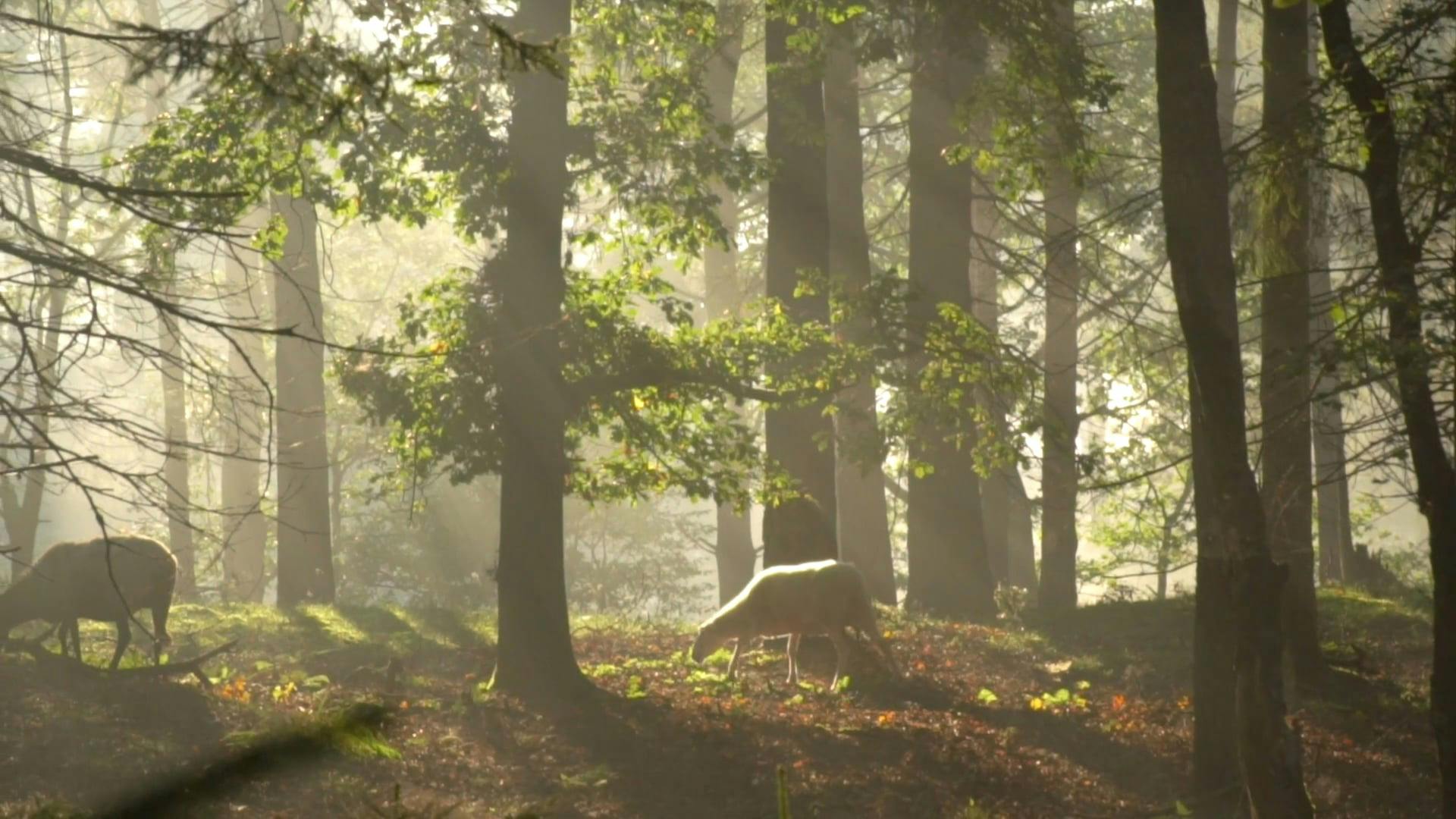 Video by Matthias Groeneveld