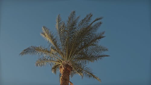 Low Angle Shot Of A Palm Tree Crown