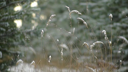 Grass with Snow Swaying with the Wind